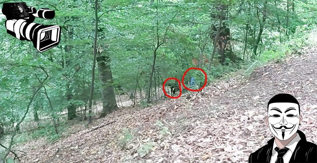 VIDEO – Taiere ilegala de arbori sub supravegherea padurarului!