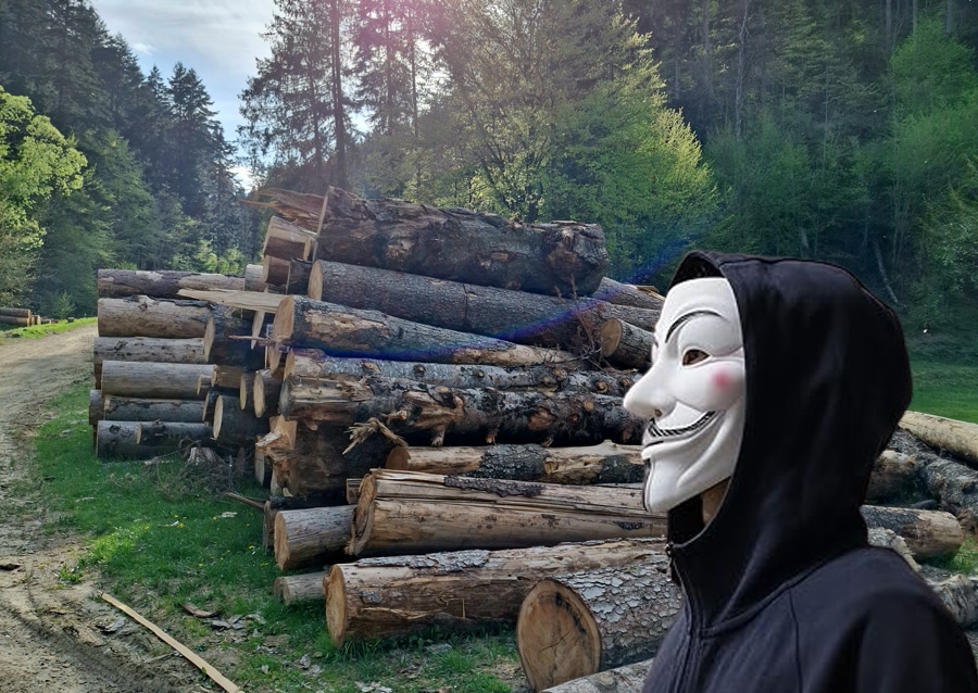 VIDEO – Hotii de lemne de la Batca Doameni si marcajele FALSE!