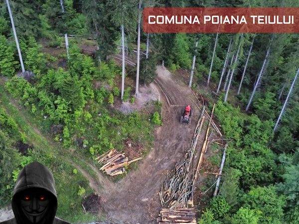 Pe urmele hotilor de lemne din Poiana Teiului