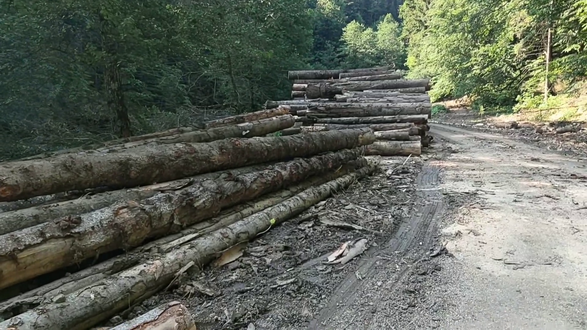 Hotii de lemne de la SC Food Group SRL si stivele ciordite din padure