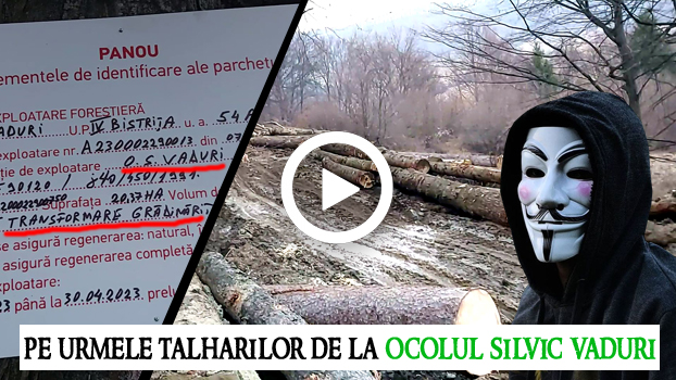 (VIDEO) – Pe urmele TALHARILOR de la Ocolul Silvic Vaduri