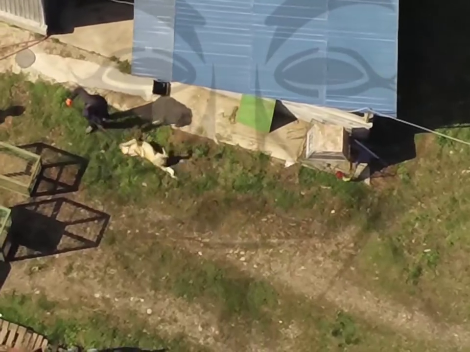 abuz animale adapost caini piatra neamt anonymous piatra neamt