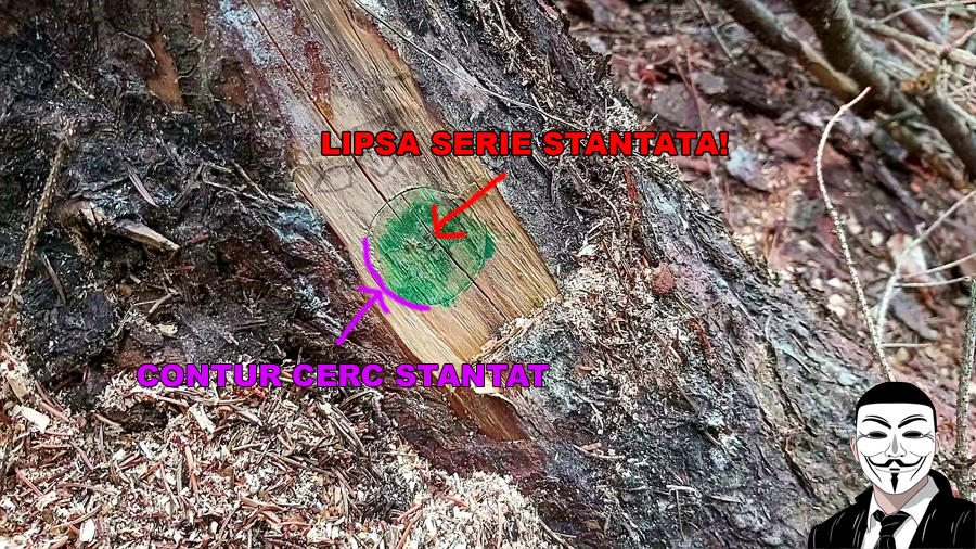 marcaj fals cuejdel1