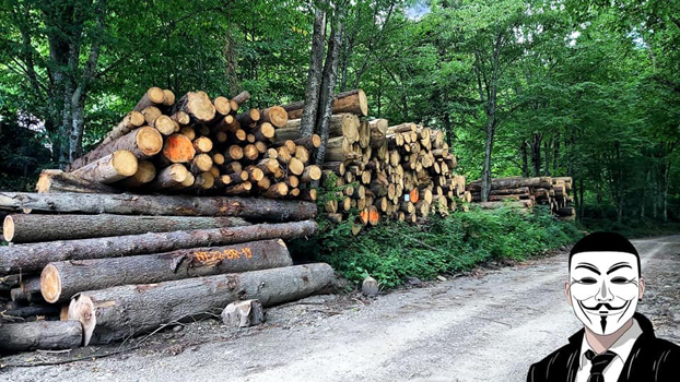 13 anonymous piatra neamt 13