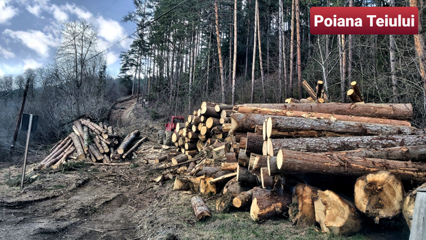 hoti lemne poiana teiului anonymous piatra neamt hoti lemne poiana teiului